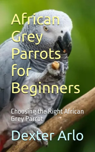 African Grey Parrots for Beginners Choosing the Right African Grey Parrot