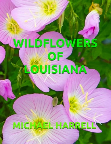 Wildflowers of Louisiana