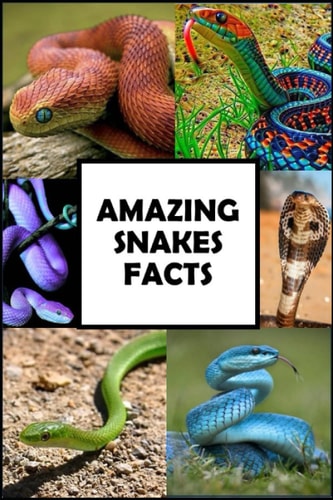 Amazing Snakes Facts Fun Facts about Snakes Guaranteed to Blow Your Mind