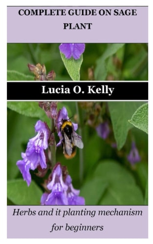 Complete Guide on Sage Plant Herbs and it Planting Mechanism for Beginners