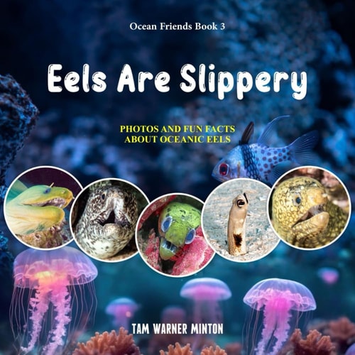 Eels are Slippery Photos and Fun Facts about Oceanic Eels