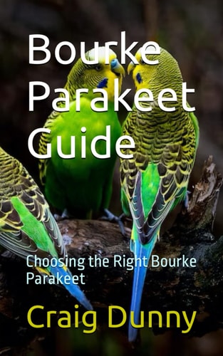 Bourke Parakeet Guide Choosing the Right Bourke Parakeet