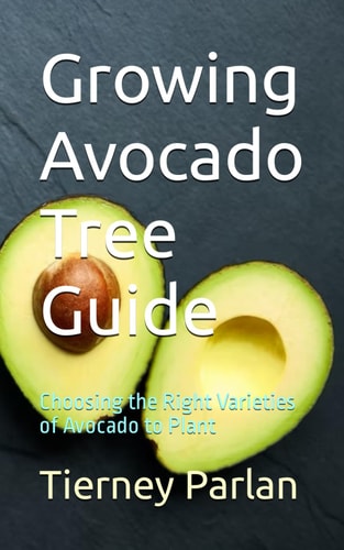 Growing Avocado Tree Guide Choosing the Right Varieties of Avocado to Plant