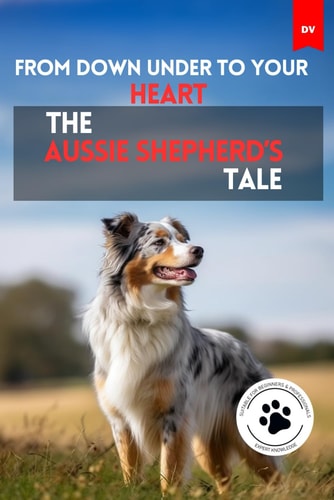 From Down Under To Your Heart The Aussie Shepherd's Tale Australian Shepherd