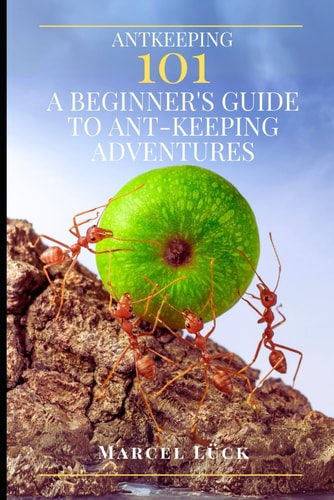 Antkeeping 101 A Beginner's Guide to Ant-Keeping Adventures