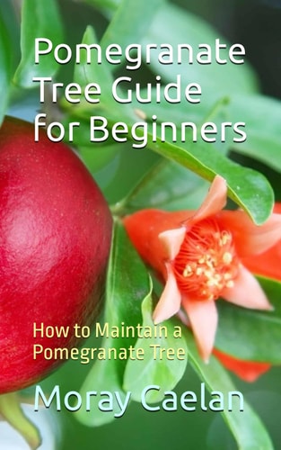 Pomegranate Tree Guide for Beginners How to Maintain a Pomegranate Tree