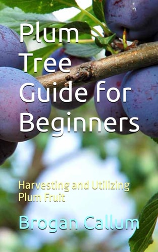 Plum Tree Guide for Beginners Harvesting and Utilizing Plum Fruit