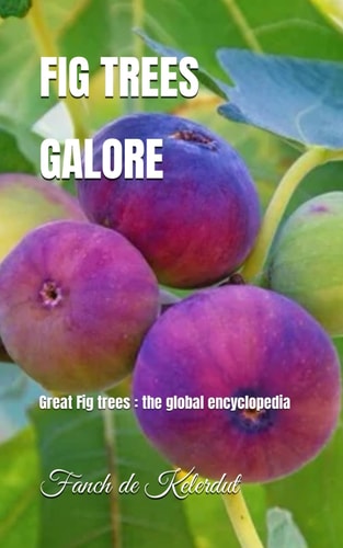 Fig Trees Galore Great Fig Trees: the Global Encyclopedia