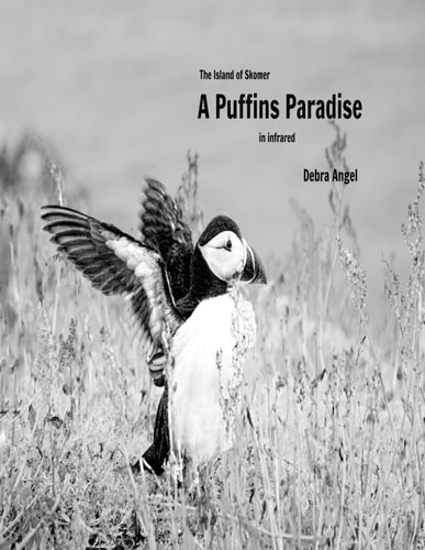 A Puffins Paradise In Infra-red
