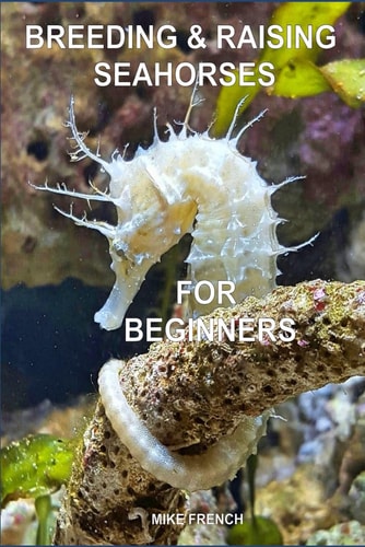 Breeding & Raising Seahorses For Beginners