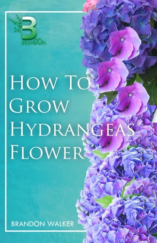 How to Grow Hydrangeas Flower Beginners Guide To Growing Caring And Harvesting Hydrangeas at Home And in the Garden