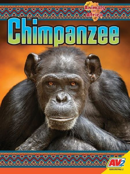 Chimpanzee