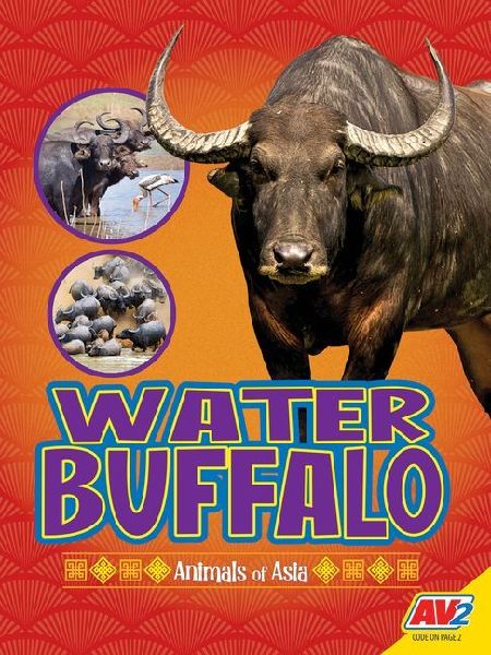 Water Buffalo