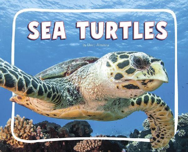 Sea Turtles