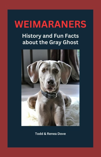 Weimaraners History and Fun Facts about the Gray Ghost