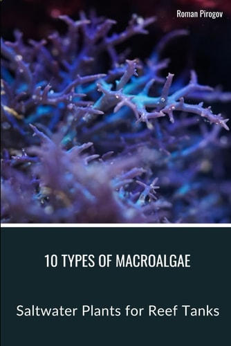 10 Types of Macroalgae Saltwater Plants for Reef Tanks