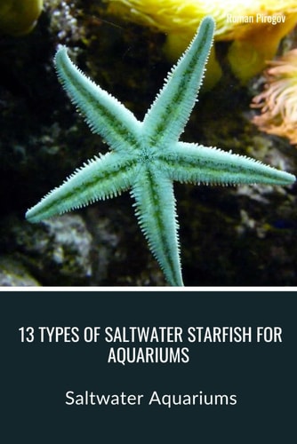 13 Types of Saltwater Starfish for Aquariums Saltwater Aquariums