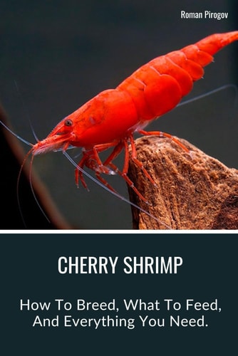 Cherry Shrimp How To Breed, What To Feed, And Everything You Need.