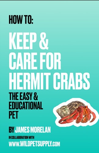 How To Keep & Care for Hermit Crabs: The Easy & Educational Pet