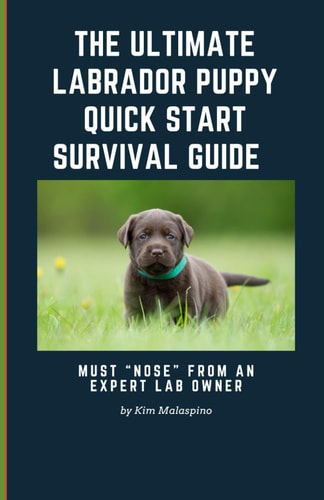 The Ultimate Labrador Puppy Quick Start Survival Guide Must "Nose" From An Expert Lab Owner