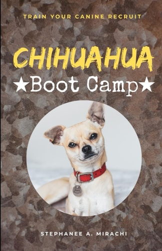 Chihuahua Boot Camp Train Your Canine Recruit