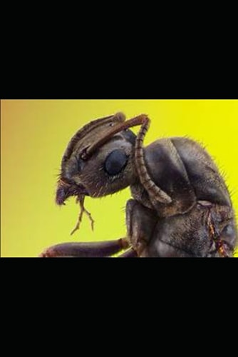 The Ants Bite