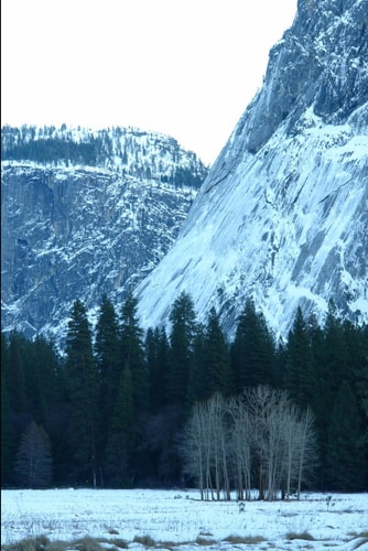 Winter's Embrace
