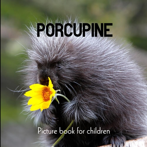 Porcupine Picture Book for Children