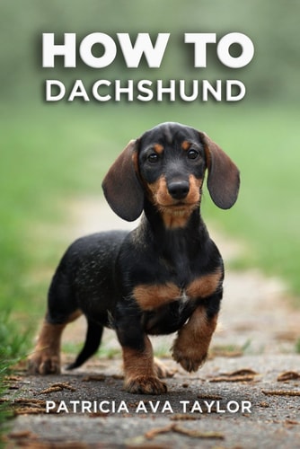 How to Dachshund A Tail-Wagging Guide to Care, Training and Grooming Bliss