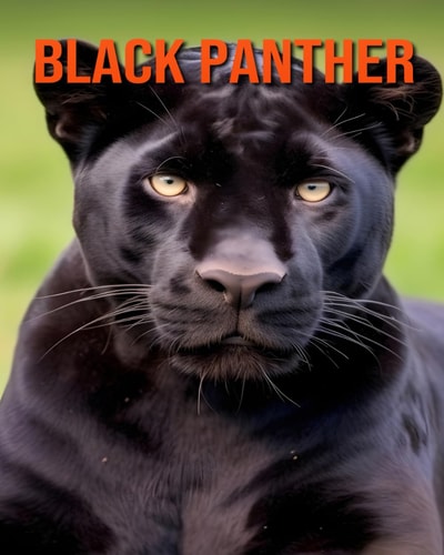 Black Panther Fascinating Black Panther Facts for Kids with Stunning Pictures!