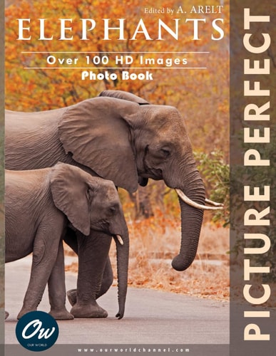 Elephants Picture Perfect Photo Book