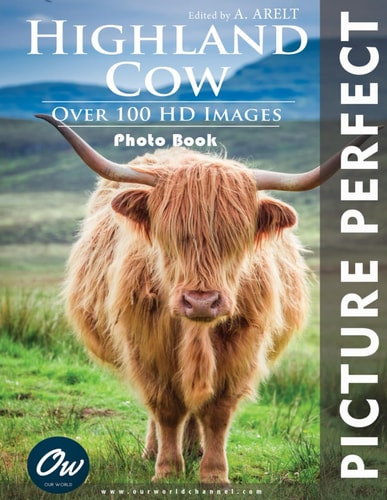 Highland Cow Picture Perfect Photo Book
