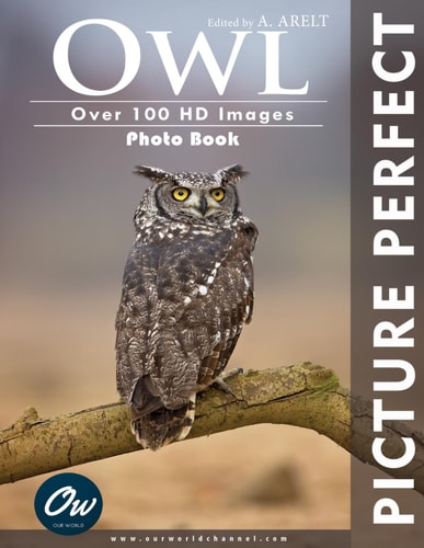 Owl Picture Perfect Photo Book
