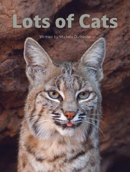 Lots of Cats