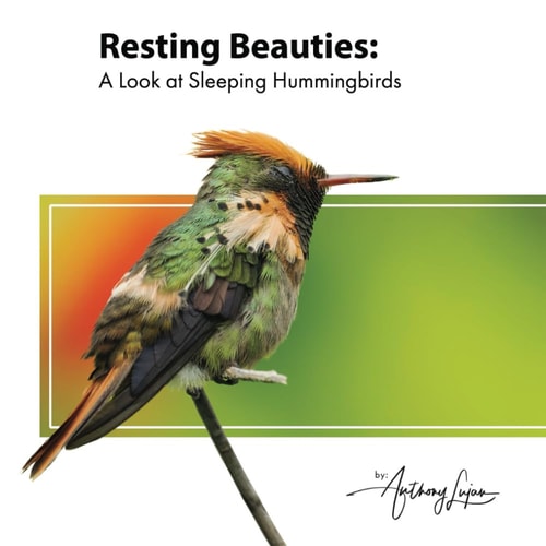 Resting Beauties A Look at Sleeping Hummingbirds