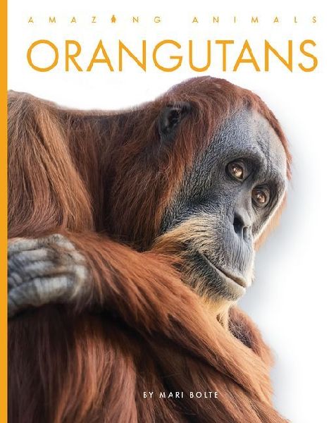 Orangutans