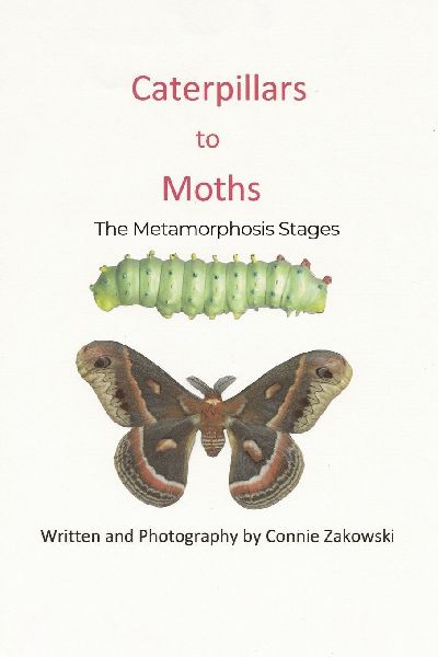 Caterpillars to Moths: The Metamorphosis Stages