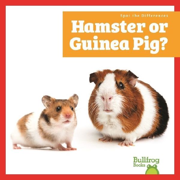 Hamster or Guinea Pig?