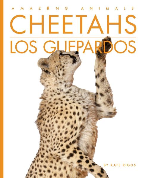 Cheetahs / Los Guepardos