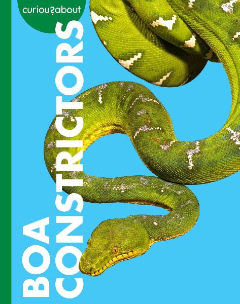 Curious about Boa Constrictors