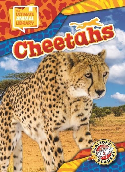 Cheetahs