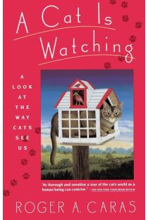 Cat Is Watching